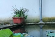 玉兰花的种植与养护（美丽的玉兰花如何在院子里栽种？）