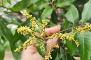 关于桂圆树开花结果的知识（探秘桂圆树开花结果的时间、频率和方法）