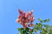 国庆送花指南（送花礼仪须知与推荐花束）