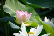 荷花的生长环境及特点（探寻荷花之美）