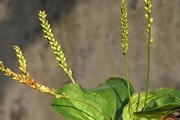 车前草——一种神奇的草药（从历史到现代，从药用到保健，一文解读车前草的秘密）