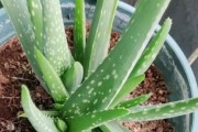 小芦荟的养殖与注意事项（成功种植小芦荟的秘诀和知识点）