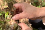 金线莲种植时间与生长周期详解（打造独具特色的金线莲园，关注这3个关键点）
