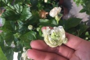 虎头茉莉种子的种植方法（从选购到养护，教你轻松培育虎头茉莉）