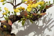 室内养护靓丽常青植物——雀梅（解读雀梅的养殖技巧与关注事项）