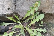 家里种蒲公英的好处（从风水的角度看，种蒲公英会带来哪些好处？）