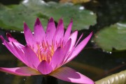 花语缤纷的睡莲（探秘不同颜色睡莲的花语）