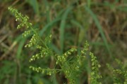 青蒿并非蕨类植物（从形态到基因）