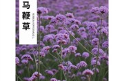 探究马鞭草的健康功效（解析马鞭草的抗炎、镇痛、美容养颜等多种功效）