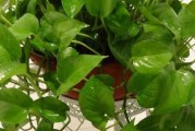 油麦菜的生长环境是喜阴还是喜阳？（探究油麦菜的光照需求和生长习性，了解如何为其提供最佳种植条件）