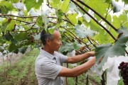 果树肥料之选择与施用（如何科学合理地为果树施肥）