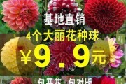大丽花种植指南（掌握正确时间与方法，打造美丽花园）