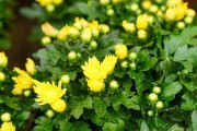 绿菊花的花语和意义（探秘绿菊花的神秘花语，教你了解它的隐含意义）