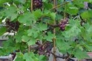 家里种葡萄树的实践与经验（探讨家庭种植葡萄的方法、技巧和收获）