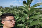板栗种植条件与生长环境要求（打造适合板栗生长的环境）