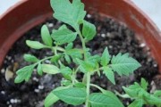 在家种植西红柿