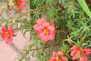 马齿苋花的花色之谜（探寻马齿苋花的神秘色彩）
