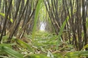 甘蔗的种植技巧（如何种植甘蔗以获得最佳收成）