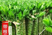 发财竹叶子发黄？你需要知道的救命方法！（发财竹叶子发黄的原因、识别方法及解决方案）