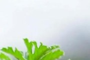如何保持驱蚊草叶片的健康？（如何保持驱蚊草叶片的健康？）