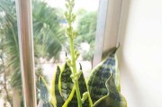 虎头兰的开花时间（探秘虎头兰的开花季节和特点）