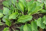 深入了解车前草——一种药食兼用的神奇草药