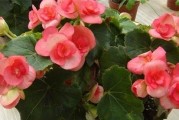 秋海棠花有毒吗？室内养护注意事项详解（秋海棠的毒性、适宜温度、水分要求等养护技巧）