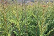 红豆杉是否能结果？——揭开神秘的红豆杉果实之谜（探寻红豆杉果实的真相——红豆杉果实的形态和特点）