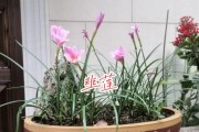 如何妥善处理韭兰花谢后？（韭兰花的生长习性及谢花处理方法）