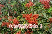 探究经济类农作物花椒的种类及特点（从产地到用途全方位介绍花椒）