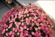 玛格丽特花养殖技巧（打造缤纷花园，玛格丽特花带你飞）