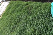 草坪的种植与养护（打造绿色花园的关键——草坪种植技巧）