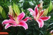 香水百合（探秘百合花的四季美丽与独特魅力）