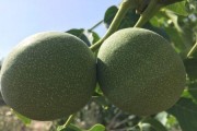 青皮核桃的采摘与特点（揭秘青皮核桃采摘时间及其营养价值）