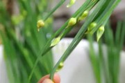 冷冻保存韭菜花的方法（新鲜不可错过，如何保存韭菜花？）