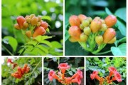 如何正确扦插培育凌霄花？（繁殖方法及注意事项，让你轻松打造美丽花园）