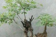 黄荆的种植与养护（打造健康生长的黄荆）