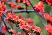木棉，一种被子植物——探究木棉的生长与生命
