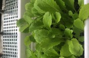 鸡毛菜种植指南（从时间、方法到细节，让你轻松种出丰收）