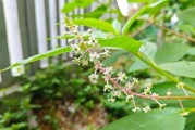 认识商陆——一种特殊的蕨类植物（商陆的生态特征、分类、繁殖与利用）