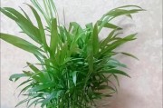 椰树——热带之王（揭开椰树神秘面纱）