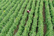 麻豌豆种植全攻略（时间、方法、注意事项一网打尽）
