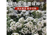 如何在室内养好香雪兰？（养护技巧、适宜环境、注意事项）