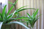 西部植物种植指南（打造西部荒漠的绿色绿洲，让你的花园与众不同）