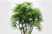 喜阴耐寒的室内植物花卉大揭秘（打造四季常青的花园，让生活充满绿色）