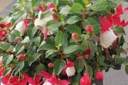 灯笼花——长青灌木的生命之花（了解灯笼花的生长习性及栽培技巧）