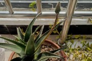 芦荟老桩养殖方法与养护（健康成长的关键是科学管理）