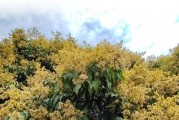 荔枝树开花时间及影响因素（探究荔枝树生长特性与果实产量关系）