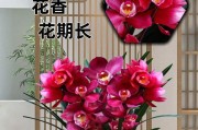 兰花开花期长达数天，花期持续时间长（探讨兰花开花期的特点和变化规律）