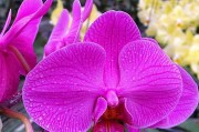 蝴蝶花开花时间及特点（春夏之交，色彩斑斓的蝴蝶花盛开）
